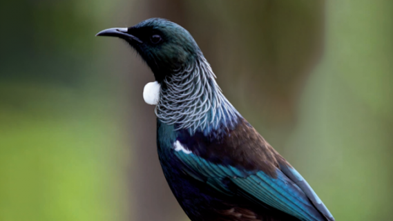 Close-up profile photo of a tūī. 
