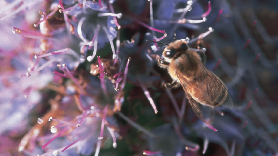 Close-up photo of a bee on a purple flower. 
