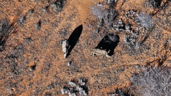 An aerial photo looking down on a brown landscape and two rhinoceros.